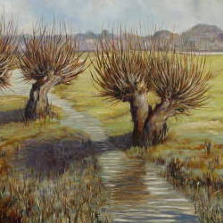 Pollarded Willows